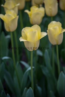 Tulipa World Friendship 12/+ (x250)