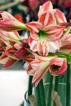 Amaryllis Ambiance 30/32 (x10)
