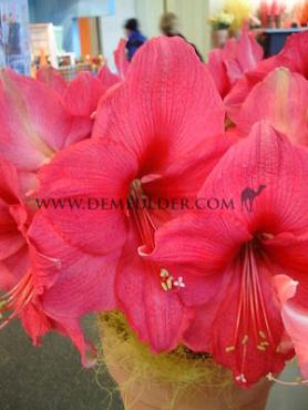 Amaryllis Bolero Peru 30/32 (x10)