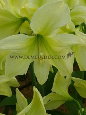 Amaryllis Lemon Star 30/32 (x10)
