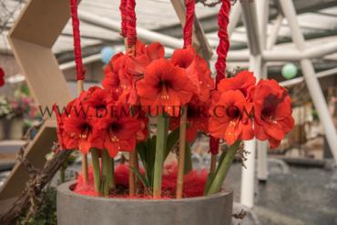 Amaryllis Orange Souvereign 30/32 (x10)