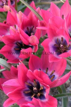 Amaryllis Pink Beauty 30/32 (x10)