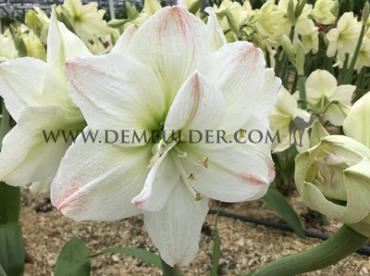 Amaryllis White Amadeus 30/32 (x10)
