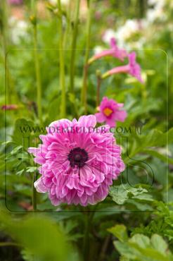 Anemone Admiral 7/8 (x250)