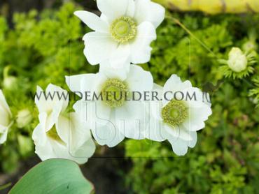Anemone Bride 8/+ (x250)