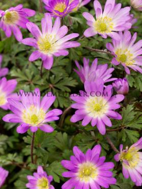 Anemone Charmer 5/+ (x250)