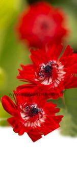 Anemone Governor 7/8 (x250)