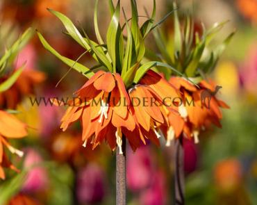 Fritillaria Orange Beauty 20/+ (x25)