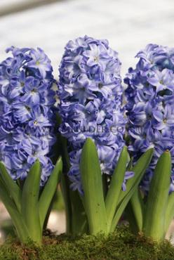 Hyacinthus Aqua 17/18 (x100)