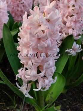 Hyacinthus China Pink 17/18 (x 100)