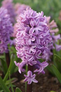 Hyacinthus Splendid Cornelia 17/18 (x100)