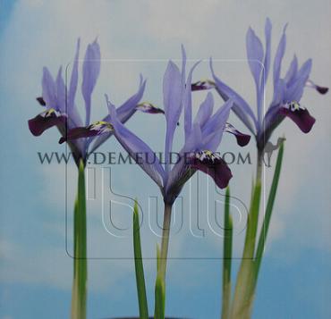 Iris Clairette 5/+ (x250)