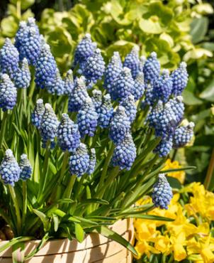 Muscari Mount Hood 5/+ (x250)