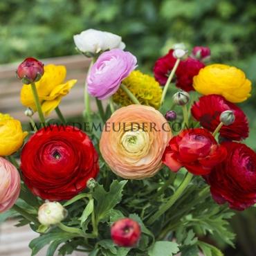Ranunculus Aviv Gemengd 6/7 (x250)
