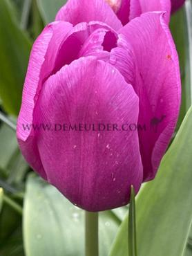 Tulipa Blue Beauty 12/+ (x250)