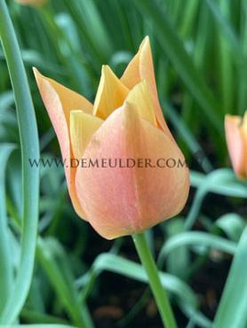 Tulipa Bright Gem 6/+ (x250)