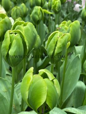 Tulipa Green Power 12/+ (x250)
