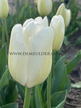 Tulipa Hakuun 12/+ (x250)