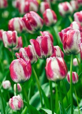 Tulipa Hot Pants 12/+ (x250)