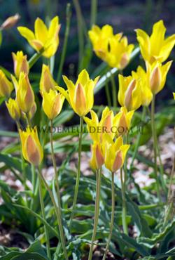 Tulipa kolpakowskiana 5/+ (x250)