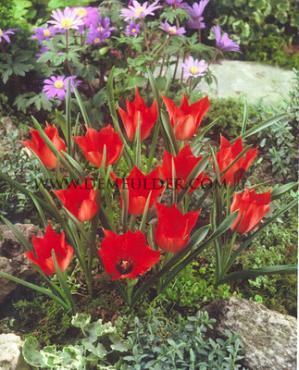 Tulipa linifolia 4/+ (x250)