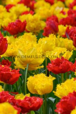 Tulipa Mi Amor 12/+ (x250)