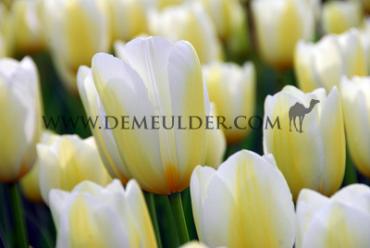 Tulipa Orleans 12/+ (x250)