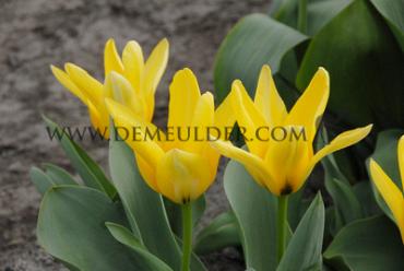 Tulipa Partiture 12/+ (x250)