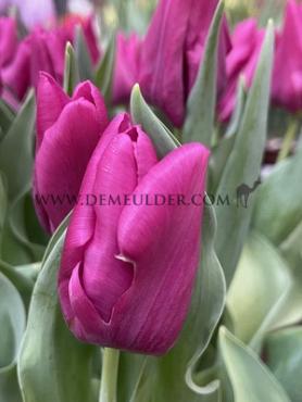 Tulipa Passio Fuchsi 12/+ (x250)