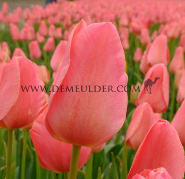 Tulipa Salmon Jimmy 12/+ (x250)