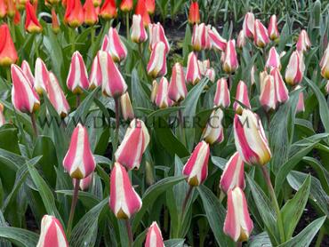 Tulipa Tarafa 12/+ (x250)