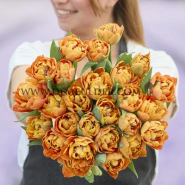 Tulipa Valdivia 12/+ (x250)