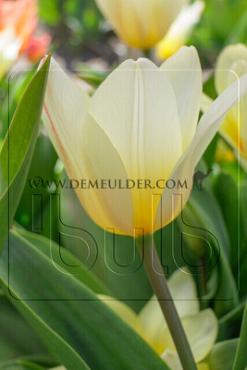 Tulipa White Fire 12/+ (x250)