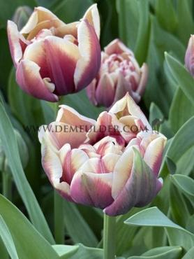 Tulipa Wyndham 12/+ (x250)