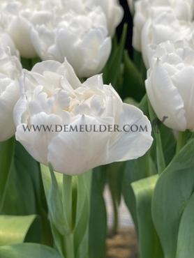 Tulipa Galileo 12/+ (x250)