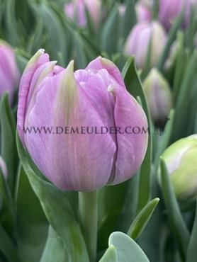 Tulipa Katinka 12/+ (x250)