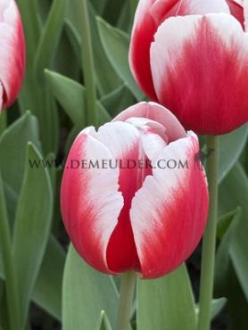 Tulipa Timeless 12/+ (x250)