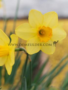 Narcissus Dellan 14/16 (x250)