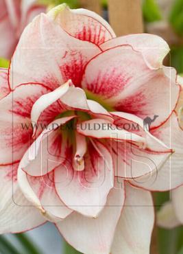 Amaryllis Elvas 30/32 (x10)