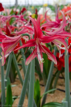 Amaryllis Quito 30/32 (x10)