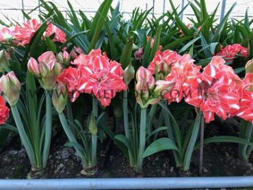 Amaryllis Sunshine Nymph 30/32 (x10)