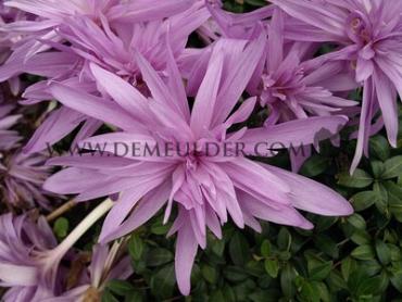 Colchicum Pleniflorum 13/+ (x 25)