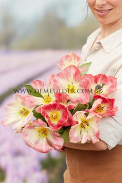 Tulipa Flaming Purissima 12/+ (x250)
