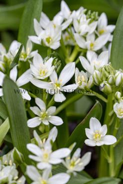 Ornithogalum Balansae 5/+ (x250)