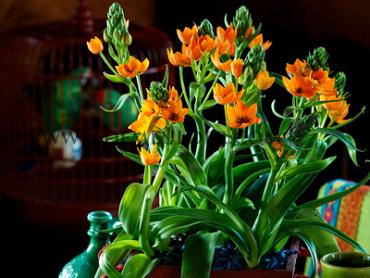Ornithogalum Dubium Orange 6/+ (x250)