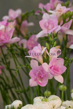 Freesia Double Pink 5/+ (x250)