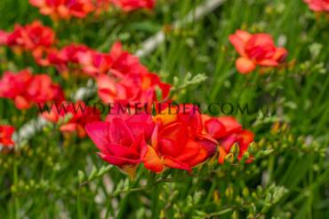 Freesia Double Red 5/+ (x250)