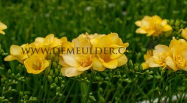 Freesia Double Yellow 5/+ (x250)