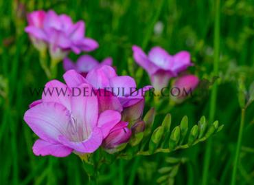 Freesia Single Purple 5/6 (x250)