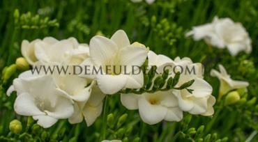 Freesia Single White 5/+ (x250)